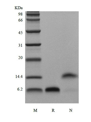 sds page 105 04B 2 - Recombinant Human Epidermal Growth Factor, 1-51a.a. (rHuEGF,1-51a.a.) CAS 105-042-1816