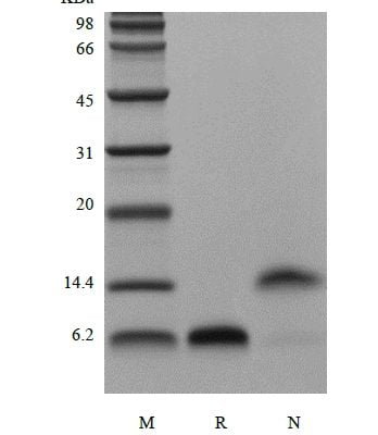sds page 105 04B 3 348x400 - Recombinant Human LR3 Insulin-like Growth factor-1, Media Grade (rHuLR3IGF-1,MediaGrade) CAS 105-03-1816