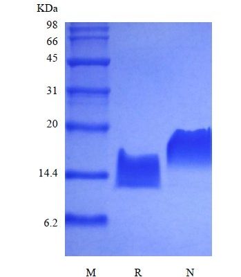 sds page 105 30 3 349x400 - Recombinant Human Tumor Necrosis Factor-beta/TNFSF1 (rHuTNF-beta/TNFSF1) CAS 103-02-1816