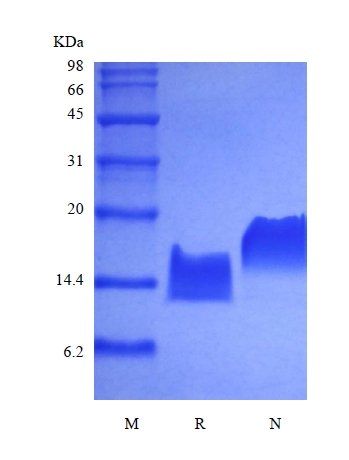 sds-page-105-30