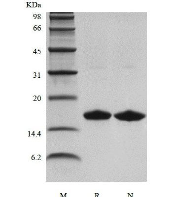sds page 106 06 3 349x400 - Recombinant Human LR3 Insulin-like Growth factor-1, Media Grade (rHuLR3IGF-1,MediaGrade) CAS 105-03-1816