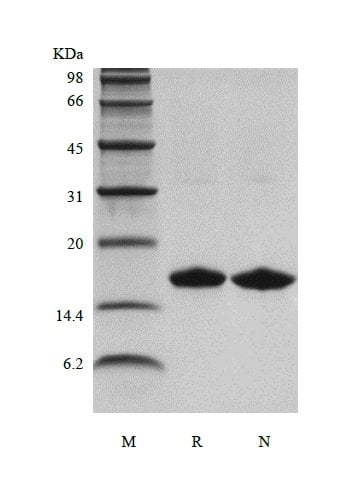 sds-page-106-06