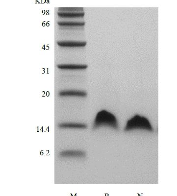 sds page 107 12 3 361x400 - Recombinant Human Betacellulin (rHuBetacellulin) CAS 107-12-1816