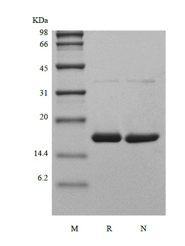 sds page 123 01 2 - Recombinant Murine Tumor Necrosis Factor-alpha/TNFSF2 (rMuTNF-alpha/TNFSF2) CAS 123-01-1816