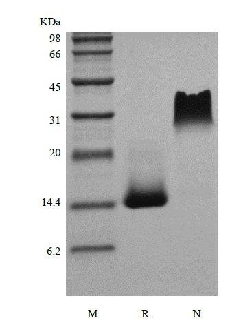 sds-page-125-10