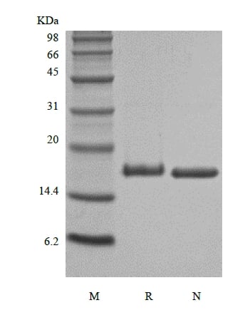 sds-page-141-21