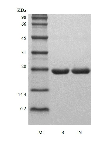sds-page-142-02