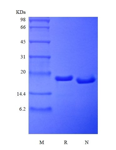 sds-page-147-15