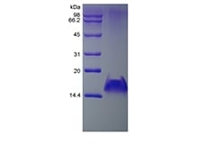 sds page 201 09 2 - Recombinant Human Monokine Induced by Interferon-gamma/CXCL9 (rHuMIG/CXCL9) CAS 201-09-1816