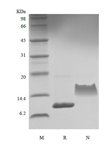 sds-page-201-10
