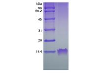 sds-page-204-03