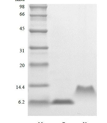 sds page 204 15T 3 347x400 - Recombinant Human Macrophage Inflammatory Protein-5, 68a.a./CCL15 (rHuMIP-5,68a.a./CCL15) CAS 204-1520-1816