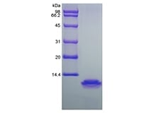 sds-page-204-18