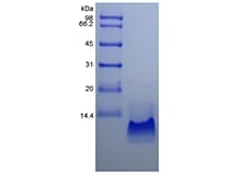 sds-page-204-20