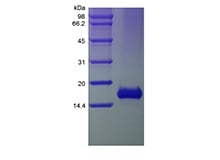 sds-page-204-21