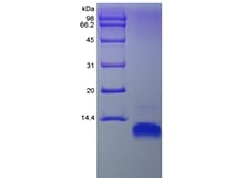 sds-page-204-22