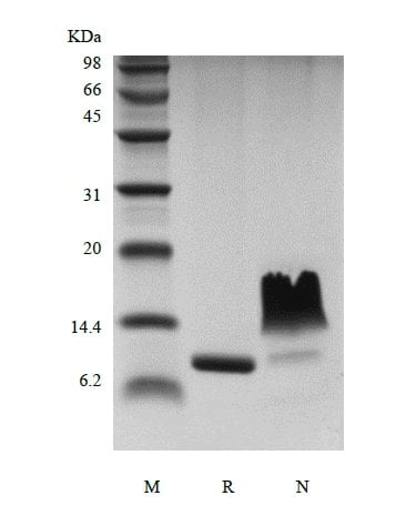 sds-page-204-24