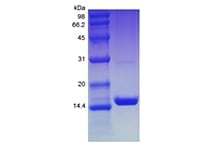 sds page 204 28 2 - Recombinant Human Mucosae-associated Epithelial Chemokine/CCL28 (rHuMEC/CCL28) CAS 204-28-1816