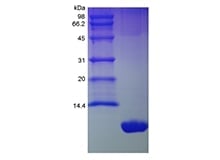 sds-page-221-01