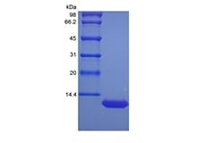 sds-page-221-05