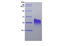 sds-page-221-09