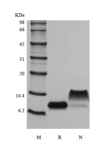 sds-page-221-10