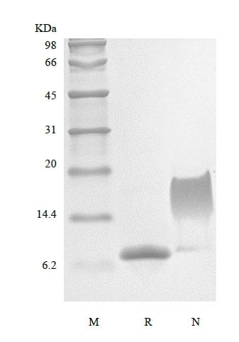 sds-page-221-12A