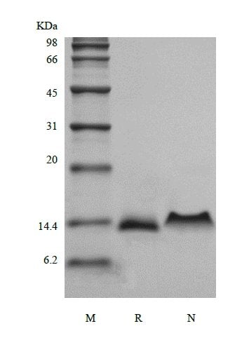 sds-page-224-06