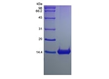 sds-page-224-09
