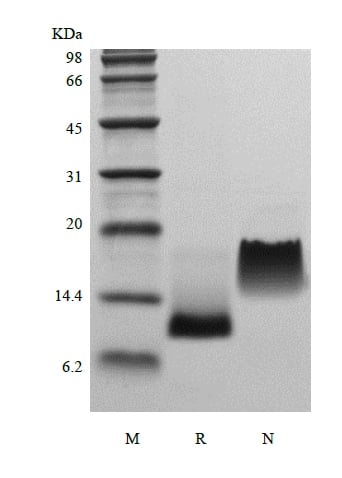 sds-page-224-11
