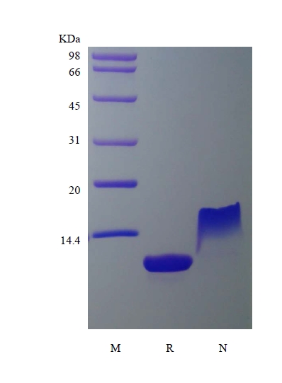 sds page 224 17 2 - Recombinant Murine Thymus and Activation Regulated Chemokine/CCL17 (rMuTARC/CCL17) CAS 224-17-1816