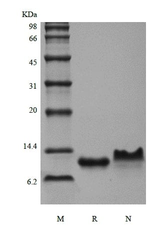 sds-page-224-19