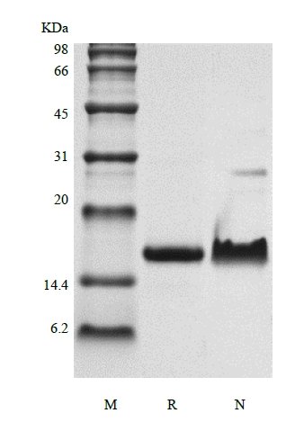 sds-page-224-21