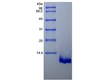 sds-page-224-22