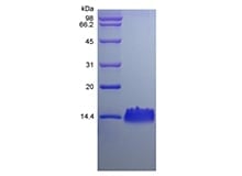 sds-page-241-05