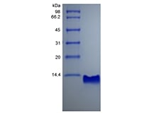 sds-page-241-10