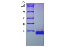 sds-page-244-11