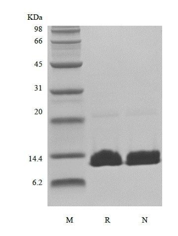sds-page-301-05