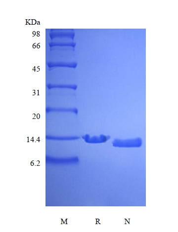 sds-page-301-05N