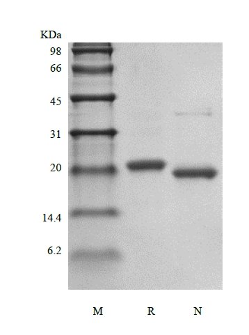 sds-page-321-10