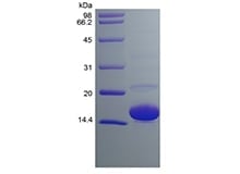 sds-page-401-01