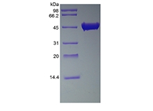 sds-page-451-01