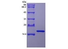 sds-page-451-02