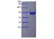 sds page 461 03 3 - Recombinant Human Tumor Necrosis Factor-beta/TNFSF1 (rHuTNF-beta/TNFSF1) CAS 103-02-1816