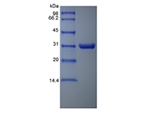 sds-page-4A1-08