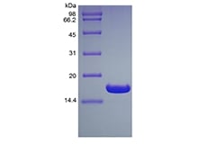 sds-page-501-02