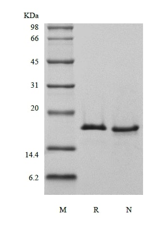sds-page-501-05