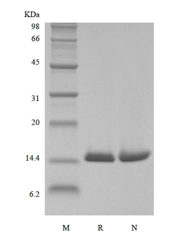 sds page 601 03C 2 - Biotinylated Recombinant Human Macrophage Migration Inhibitory Factor, His, Avi (rHuMIF,His,Avi,Biotinylated) CAS 601-033-1816