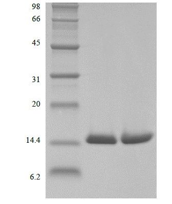 sds page 601 03C 3 336x400 - Biotinylated Recombinant Human Macrophage Migration Inhibitory Factor, His, Avi (rHuMIF,His,Avi,Biotinylated) CAS 601-033-1816