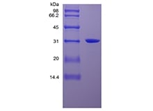 sds-page-601-06